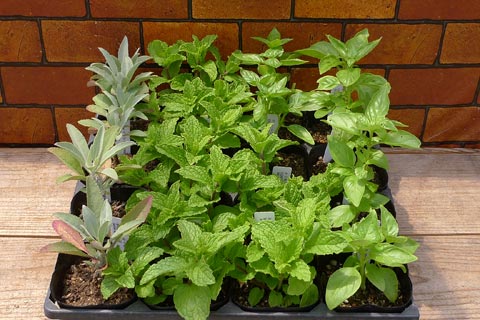 herbplants480