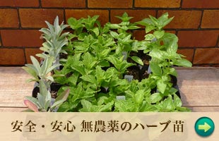 herbplants